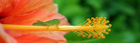 Organic Pest Control Series: Using Organic Pesticides